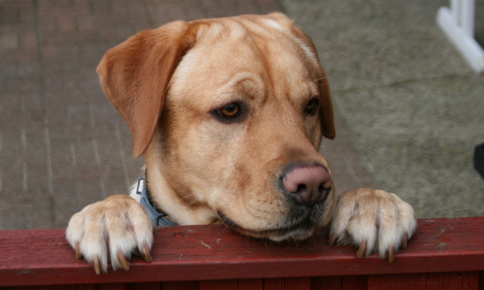 K9 Musketeer